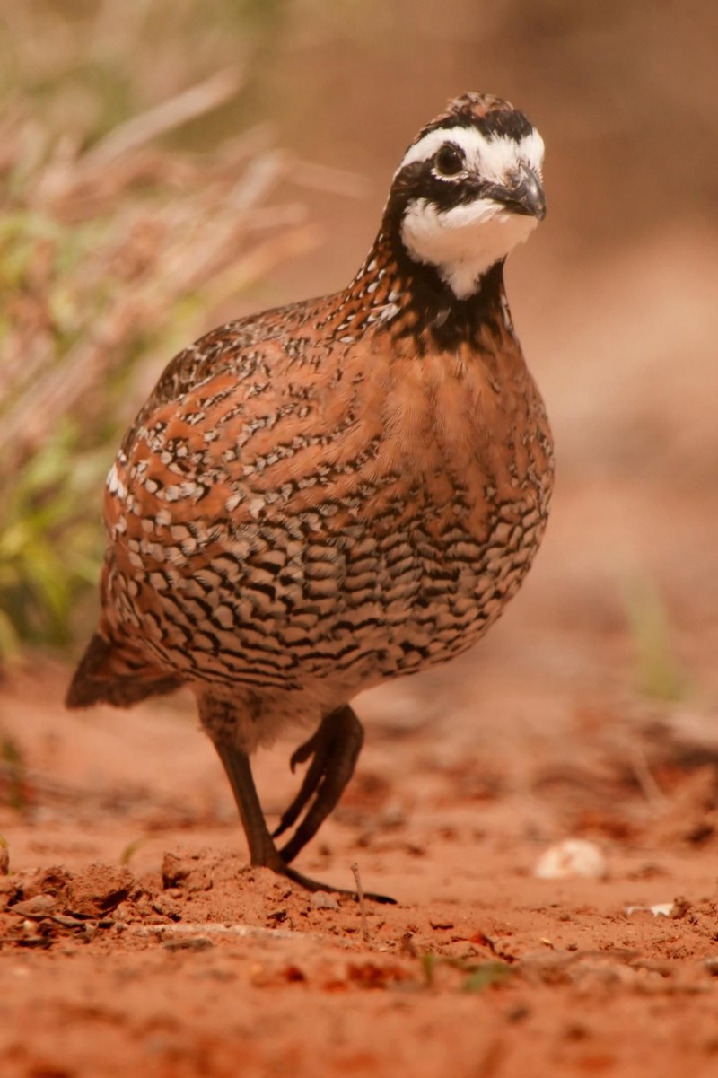 Обыкновенный перепел