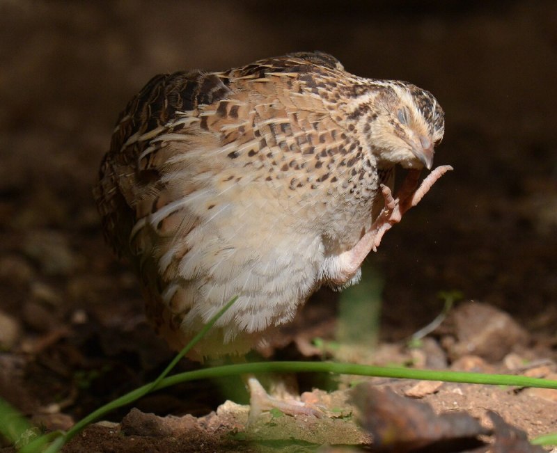 Перепелка обыкновенная