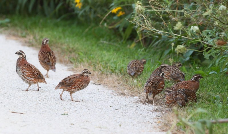 Перепелка лявинги