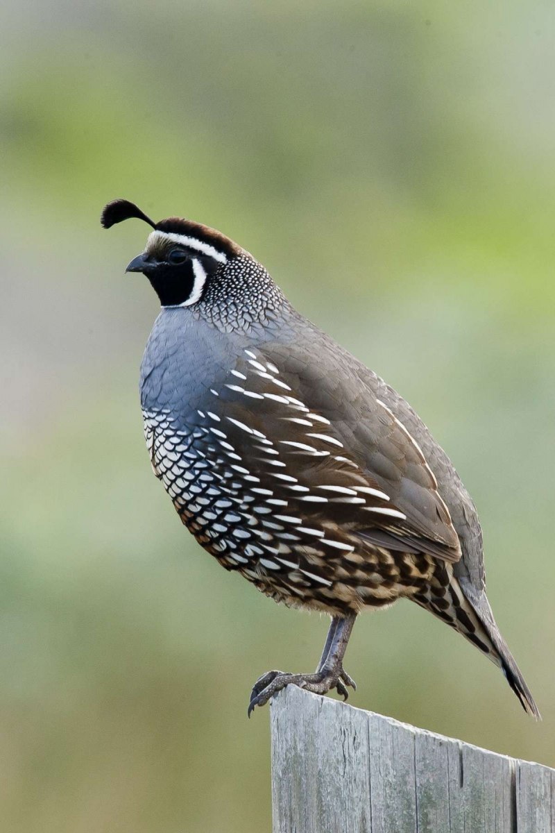 Перепел птица