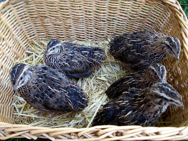 Перепелка красный фараон