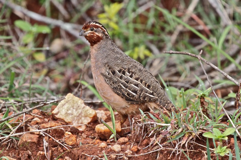 Перепелка Дикая