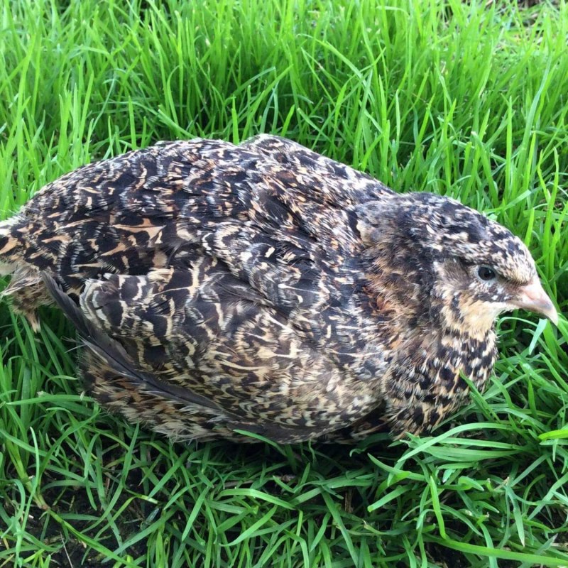 Перепела Теннесси ред