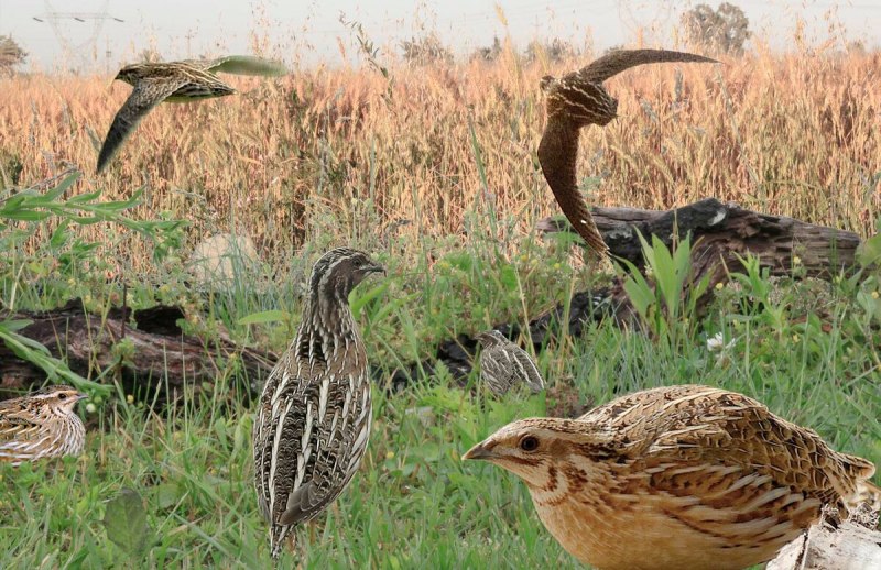 Перепел в поле