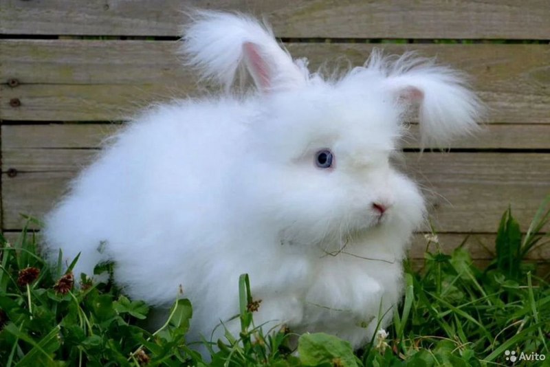 Ангорский карликовый кролик