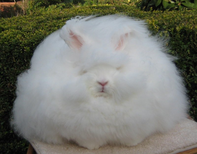 Гигантский ангорский кролик