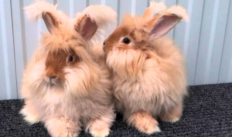 Ангорская пуховая порода кроликов
