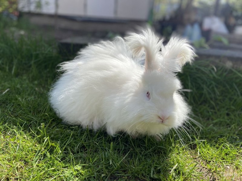 Кролик ангорский (Дамский)