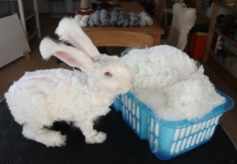 Ангорский кролик гигант