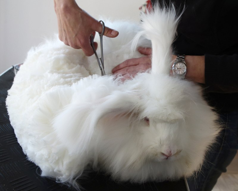 Ангорский кролик атлас