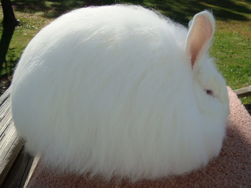 Английский ангорский кролик