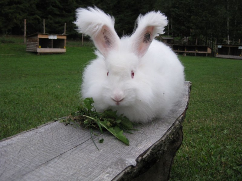 Французский ангорский кролик