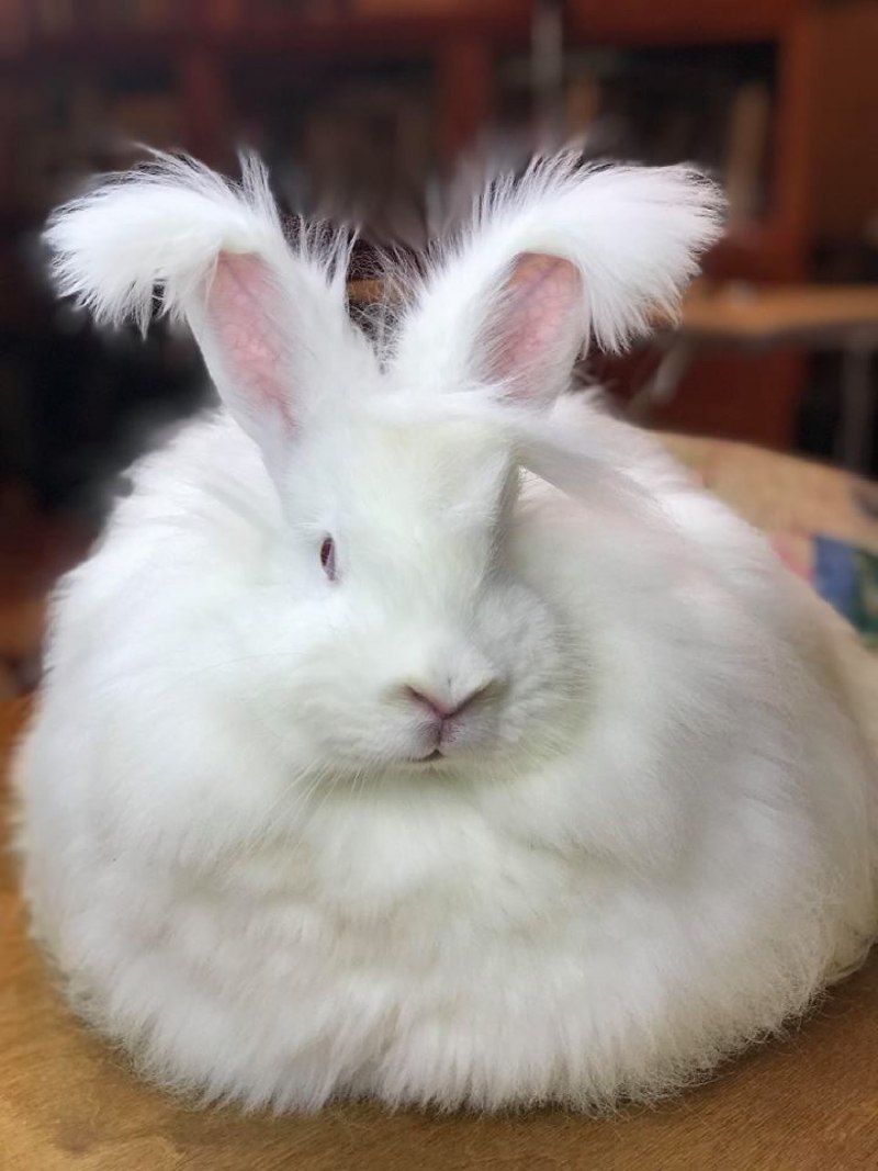 Ангорский пуховой кролик