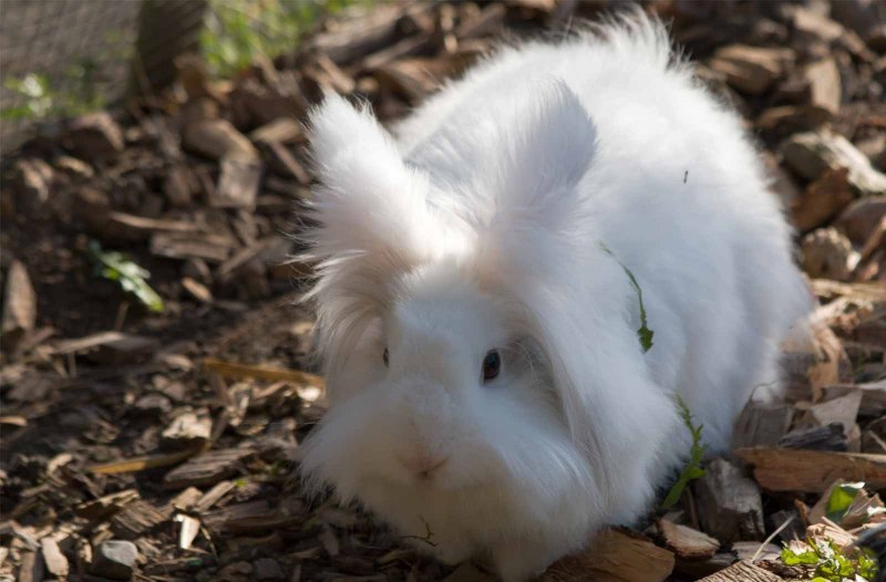 Белый ангорский кролик