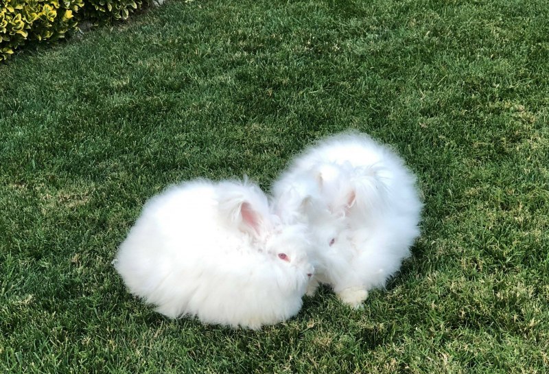 Английский ангорский кролик