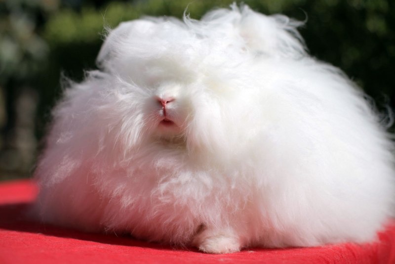 Ангорский пуховый кролик