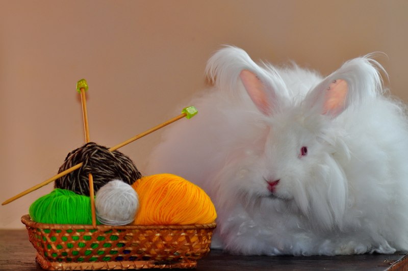 Ангорский кролик кролик