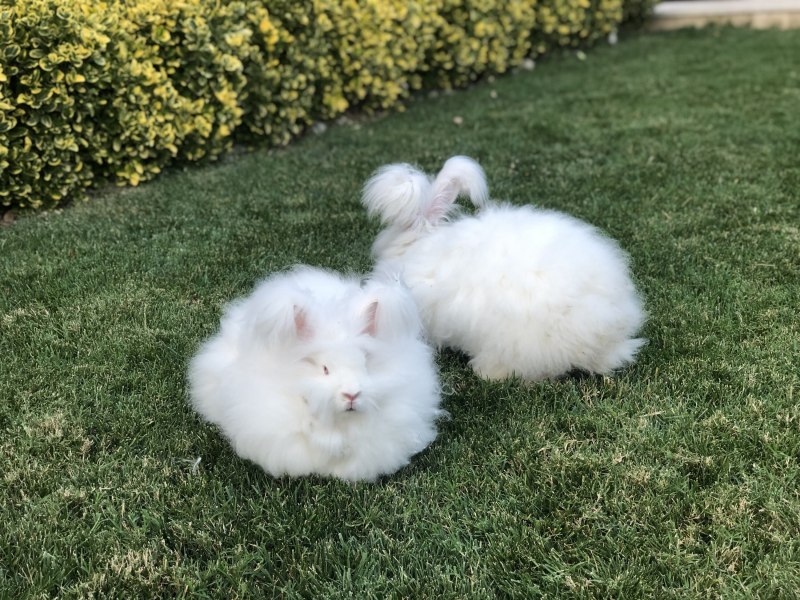Ангорский карликовый кролик