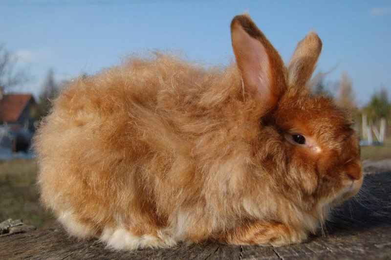 Кролик породы ангорский