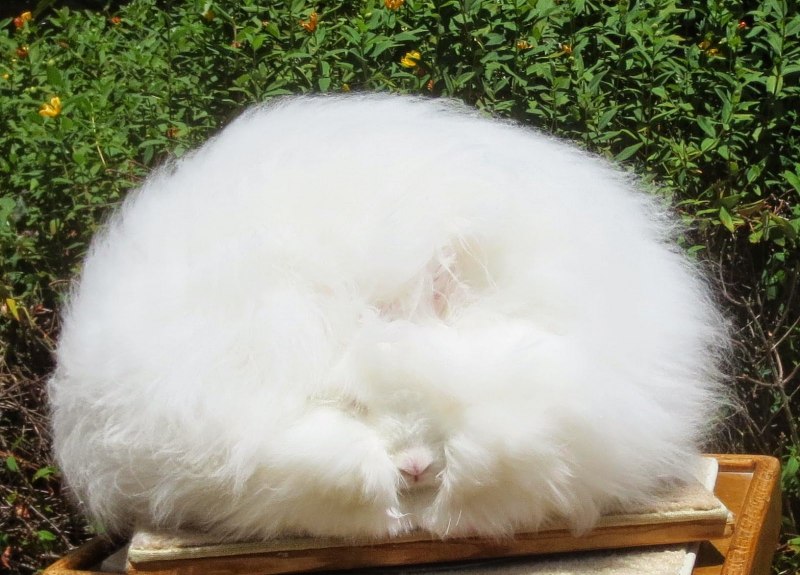 Шерсть ангорского кролика