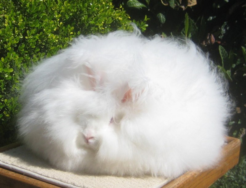 Английский ангорский кролик