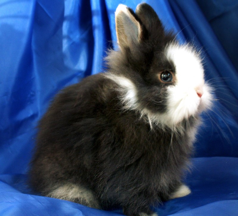 Ангорский карликовый кролик