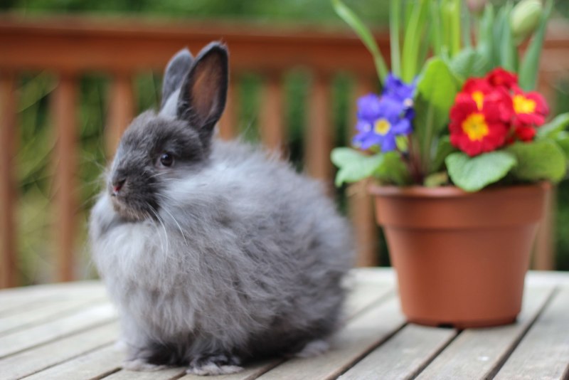 Ангорский карликовый кролик