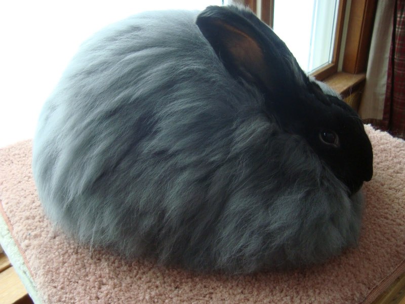 Ушастый ангорский кролик
