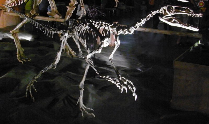 Дикий дракон