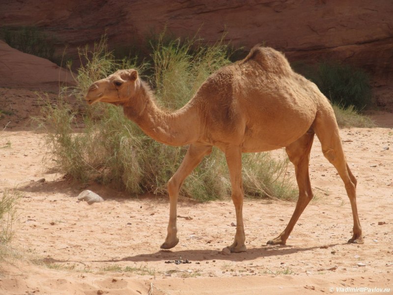 Иордан пустыня верблюд одногорбый