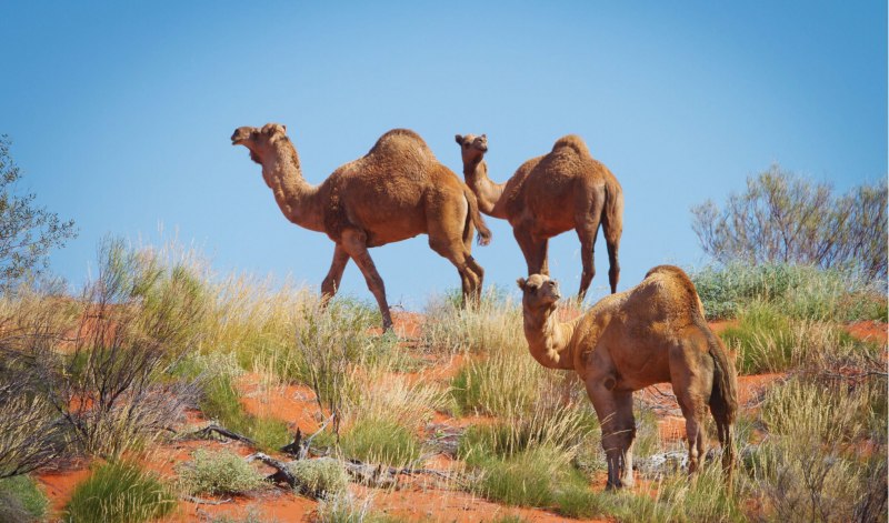 Дикий одногорбый верблюд австралийский