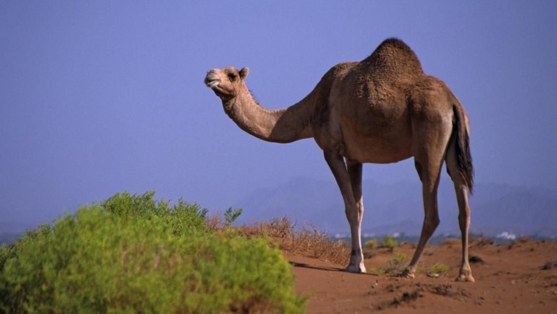 Одногорбые дромадеры