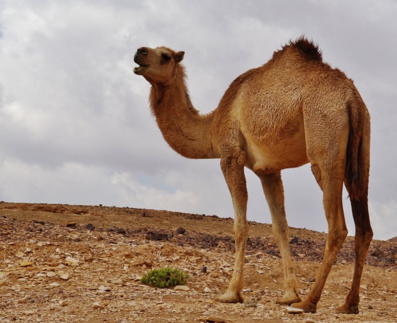 Одногорбый верблюд дромедар