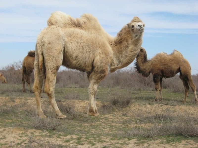 Четырехгорбый верблюд