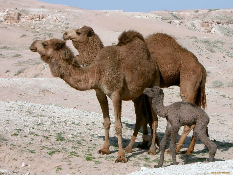 Одногорбый верблюд дромадер