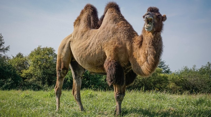 Двугорбый верблюд (Хаптагай)