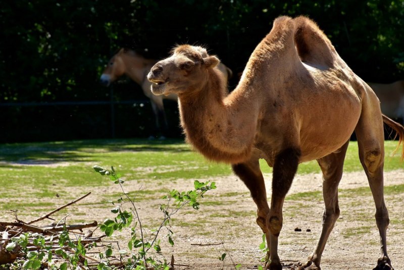 Одногорбый верблюд 3