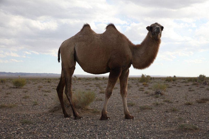 Дикий верблюд Пржевальского