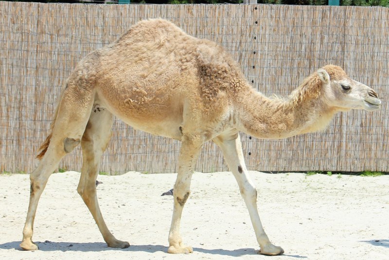Дикий двугорбый верблюд