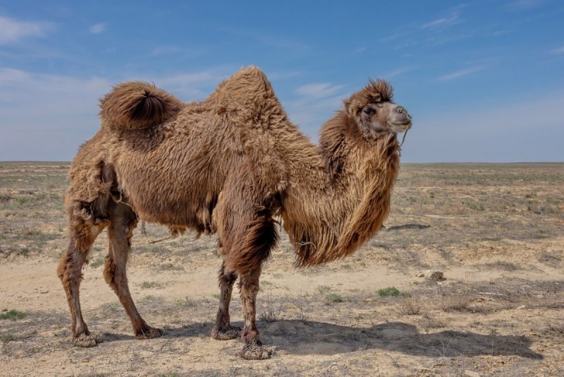 Одногорбый верблюд дромедар