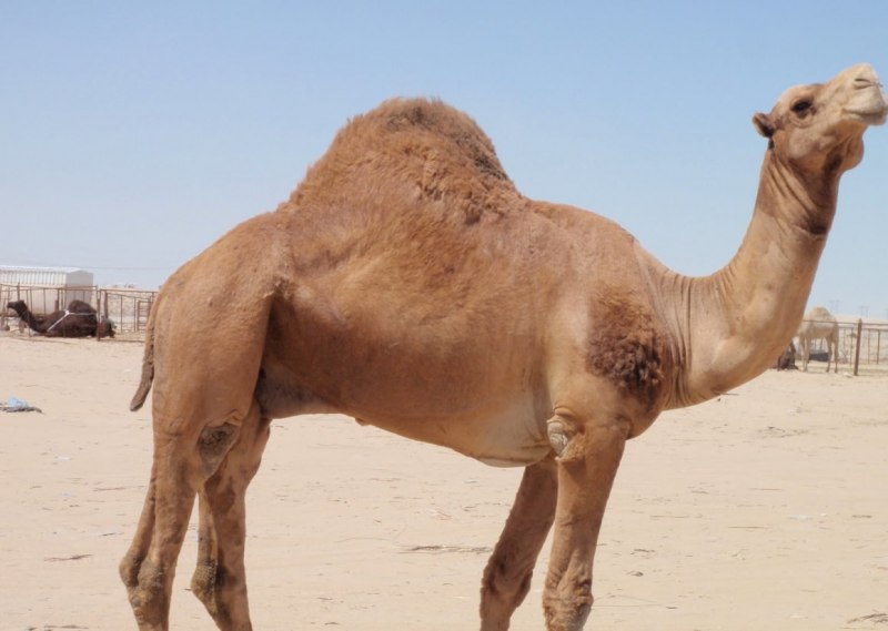 Родина двугорбого верблюда