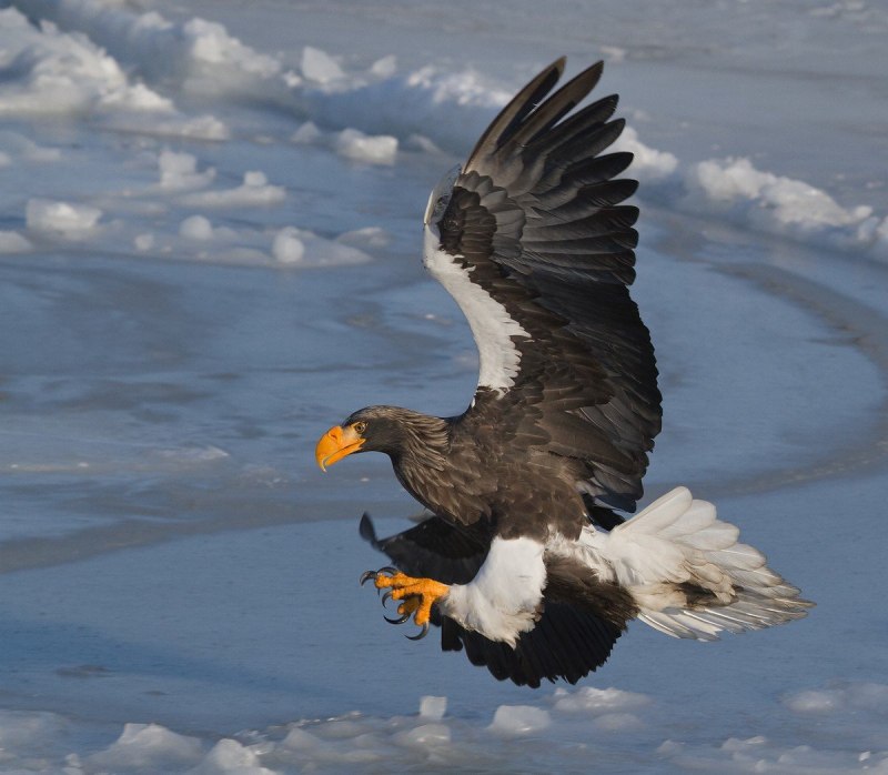 Белоголовый Орлан Камчатка