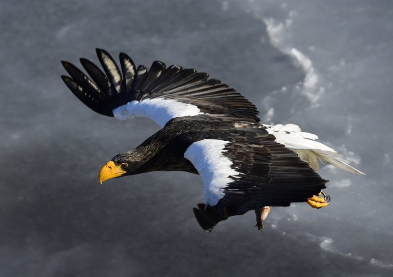 Белоплечий (Тихоокеанский) Орлан