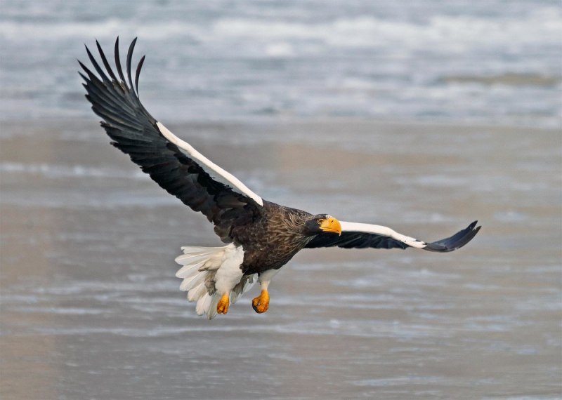 Белоплечий Орел