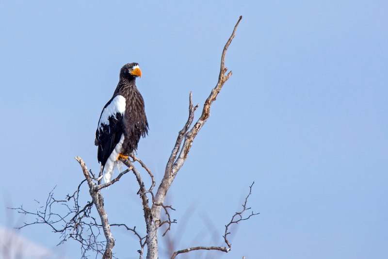 Белоплечий (Тихоокеанский) Орлан