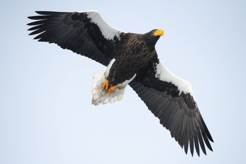 Белогрудый Орлан