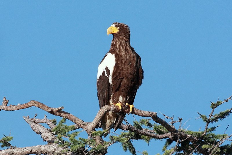Белоплечий Орлан Камчатка