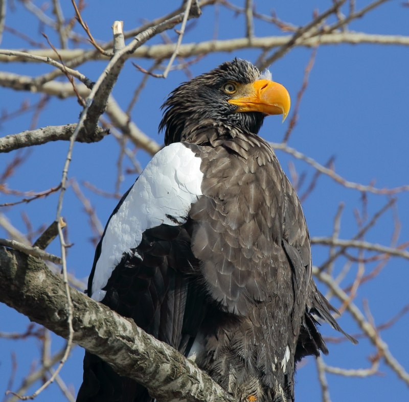 Белоплечий Орел