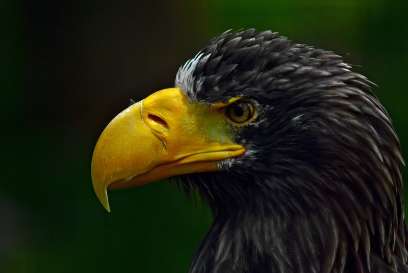 Гнездо белоплечего орлана