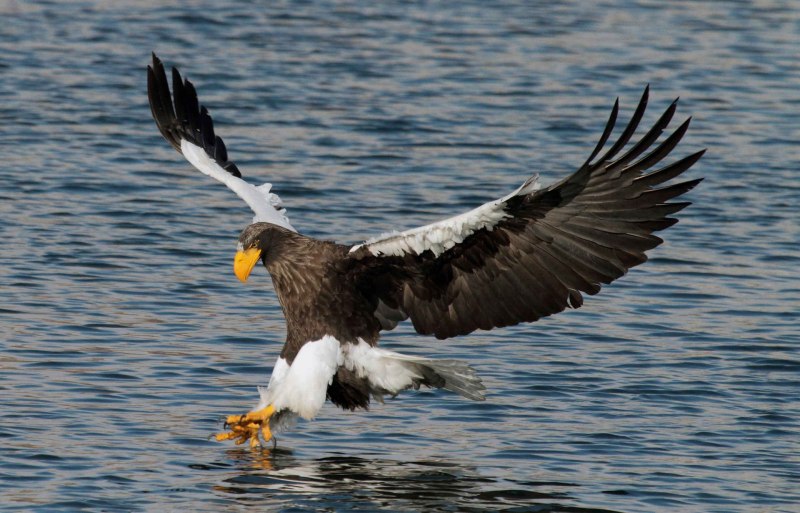 Белоплечий Орел